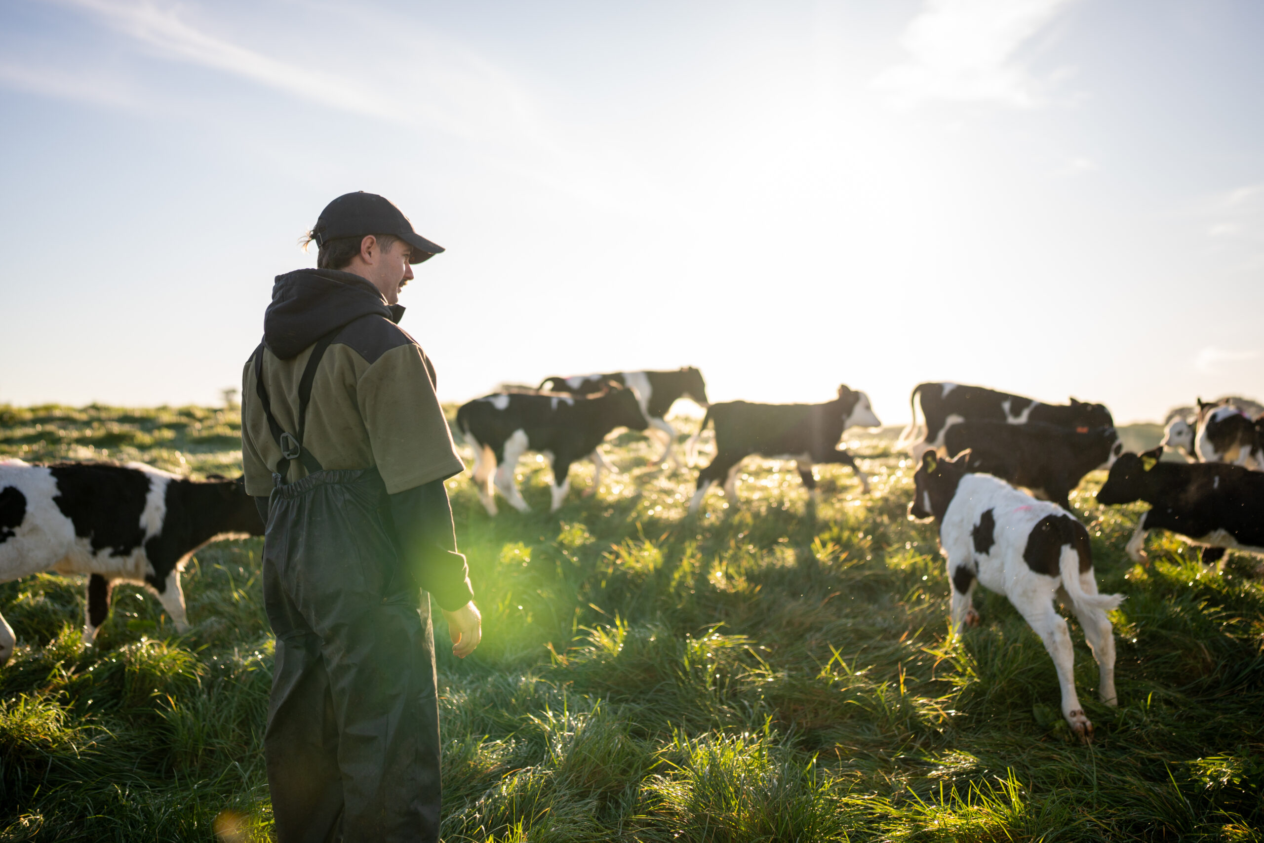 Young NZ Dairy Farmer with Calves